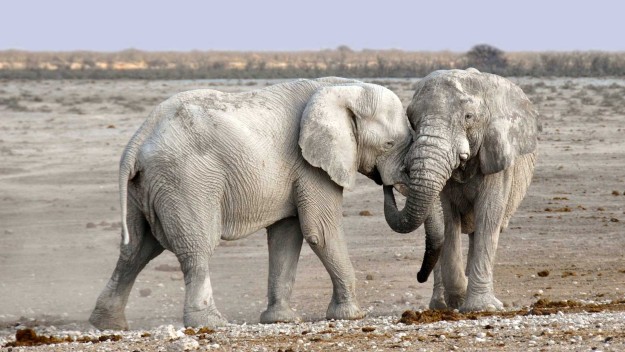 elephant-1170108_1920_web